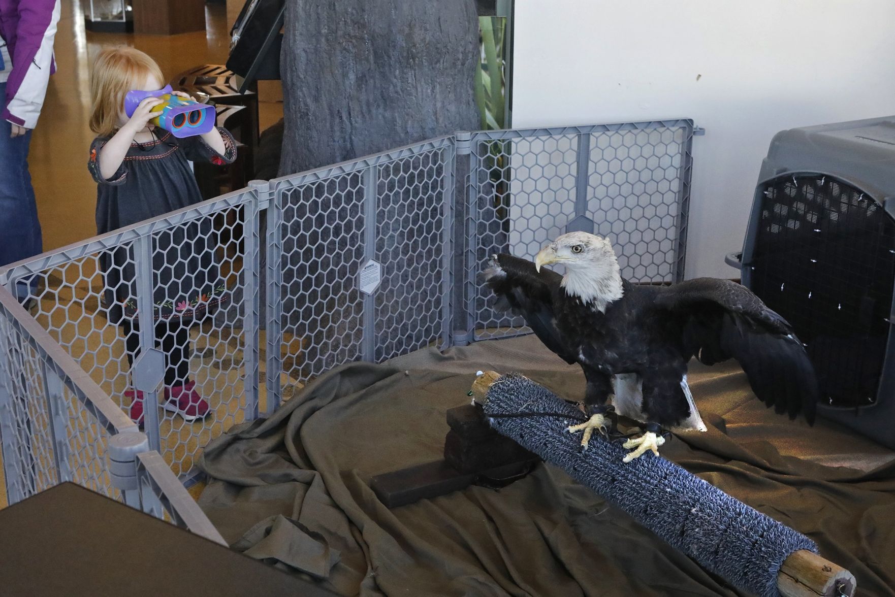A (Too) Close Encounter on Eagle Days at Riverlands